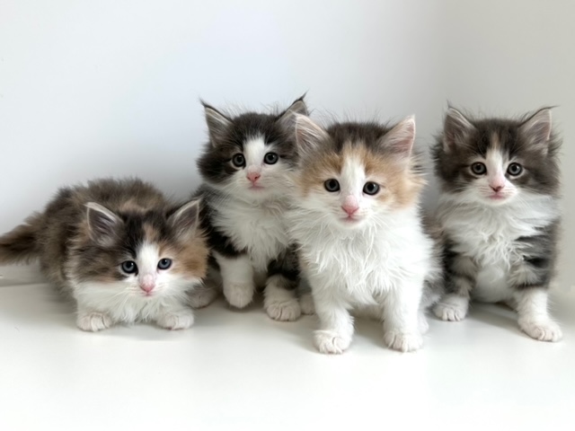 ノルウェージャン・フォレスト・キャット