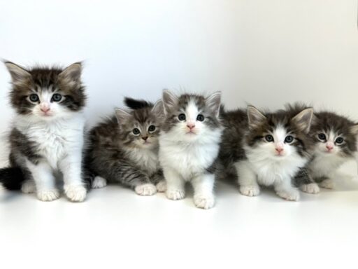 ノルウェージャンフォレストキャット