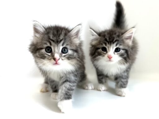 ノルウェージャンフォレストキャット