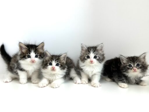 ノルウェージャンフォレストキャット