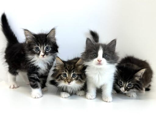 ノルウェージャンフォレストキャット