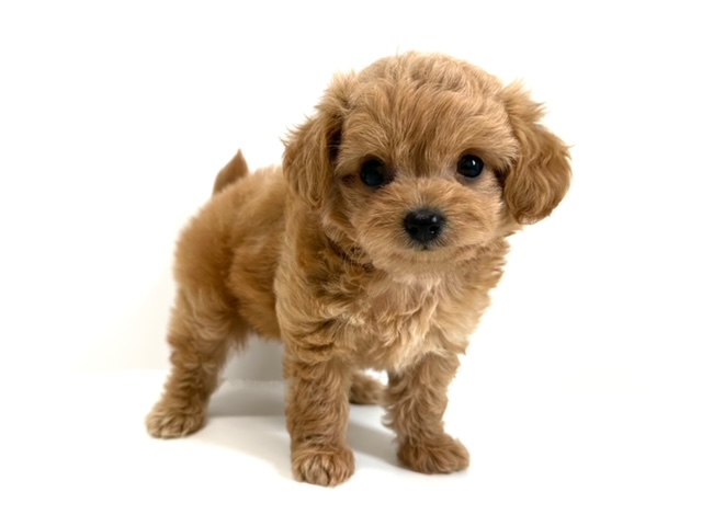 ハーフ　チワワ×トイプードル