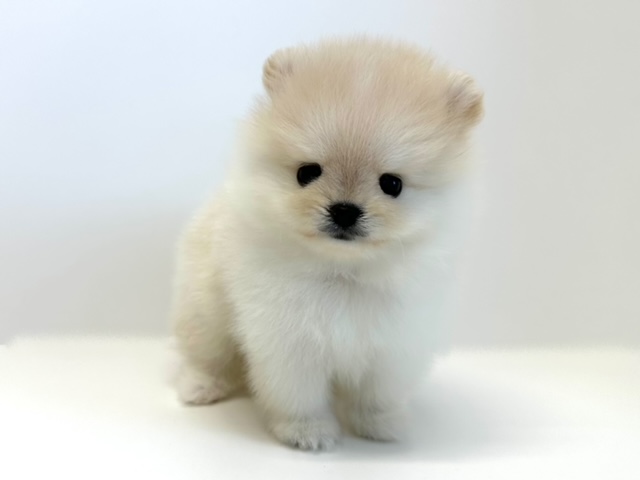 ポメラニアン