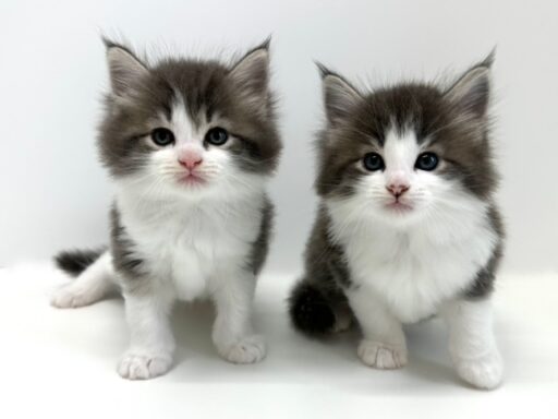ノルウェージャンフォレストキャット