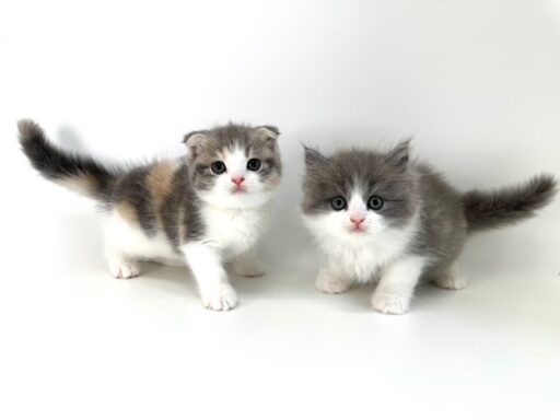 スコティッシュフォールド