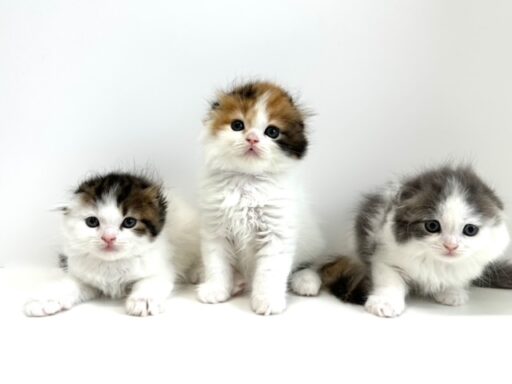 スコティッシュフォールド