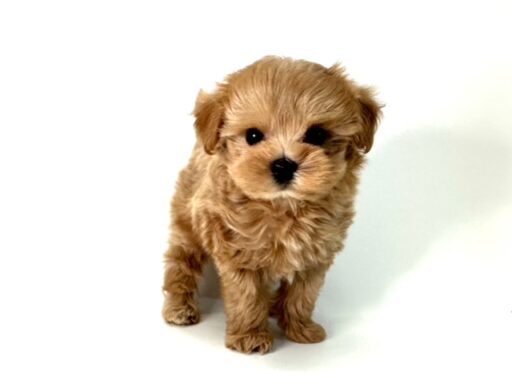 ハーフ　トイプードル×マルチーズ