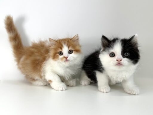 スコティッシュフォールド