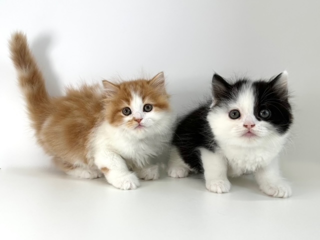 スコティッシュフォールド