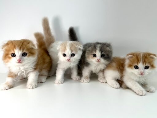 スコティッシュフォールド