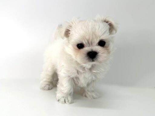 ハーフ　チワワ×マルチーズ