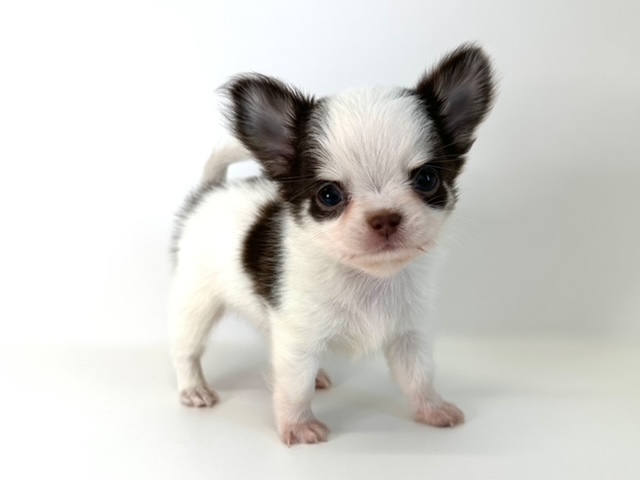 チワワ（ロングコート）