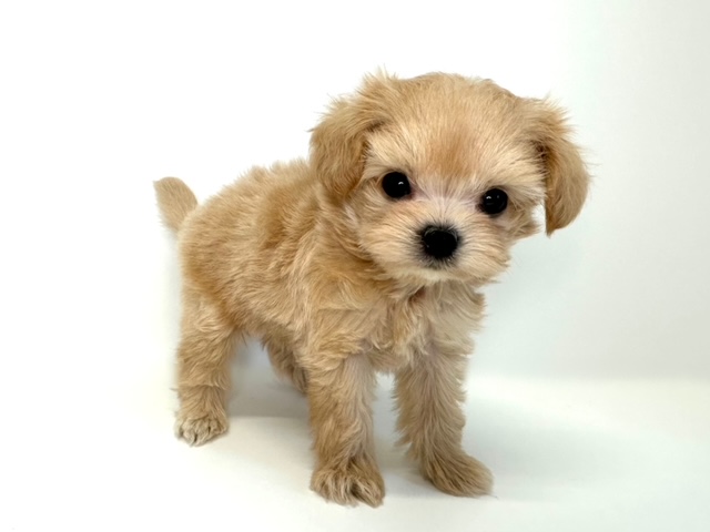 ハーフ　チワワ×トイプードル