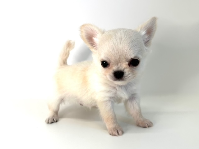 チワワ（ロングコート）