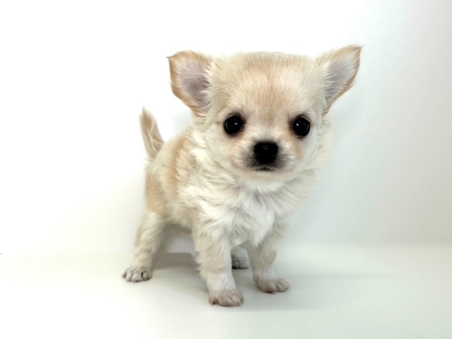 チワワ（ロングコート）