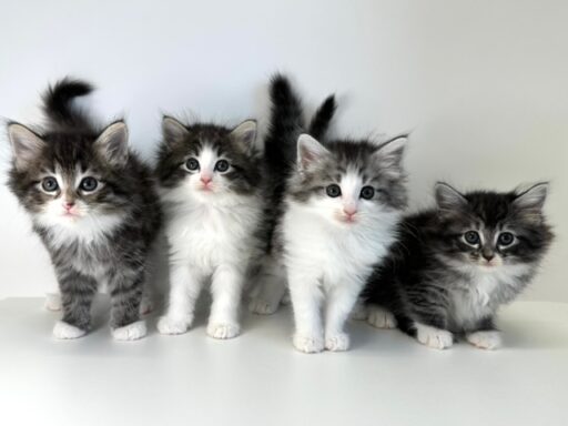 ノルウェージャンフォレストキャット