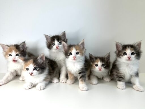 ノルウェージャンフォレストキャット