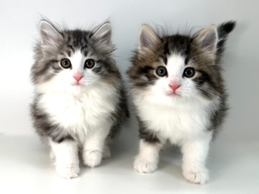 ノルウェージャンフォレストキャット