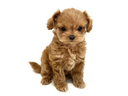 ハーフ　チワワ×トイプードル