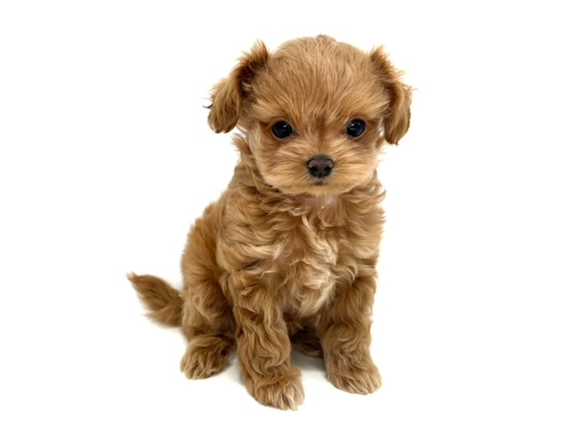 ハーフ　チワワ×トイプードル