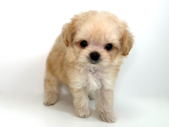 ハーフ　チワワ×トイプードル