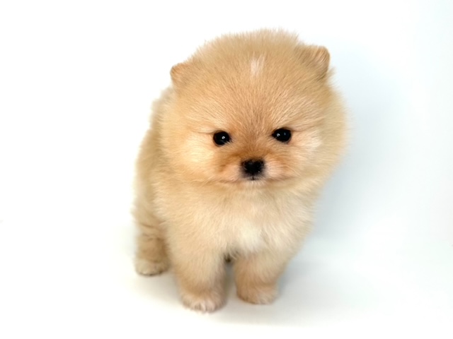 ポメラニアン