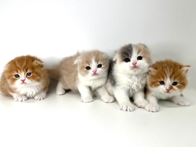 スコティッシュフォールド