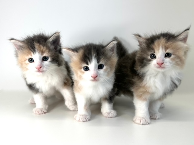 ノルウェージャン・フォレスト・キャット