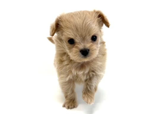 ハーフ　チワワ×トイプードル