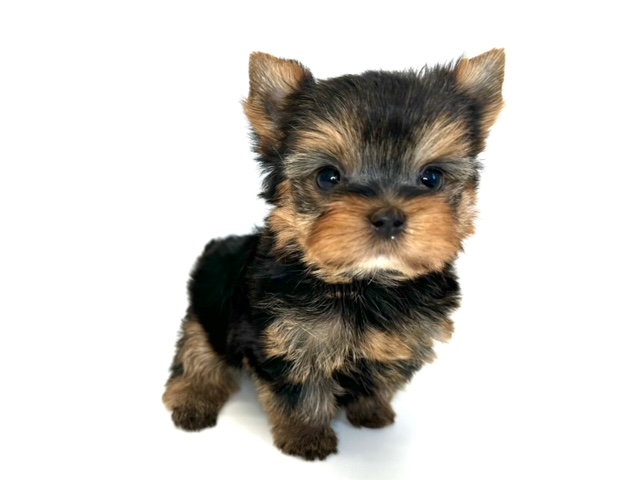 ヨークシャテリア