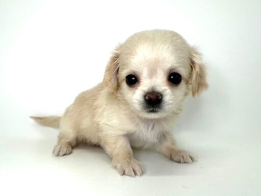 ハーフ　チワワ×カニンヘンダックス