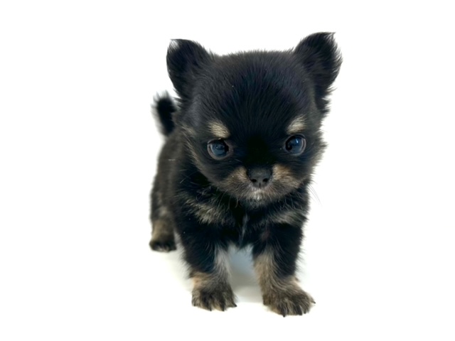 チワワ（ロングコート）