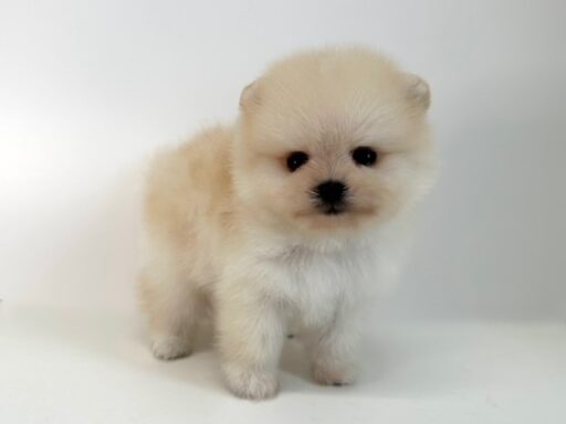 ポメラニアン