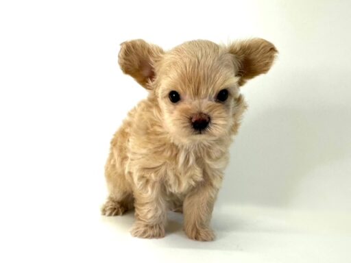 ハーフ　チワワ×トイプードル