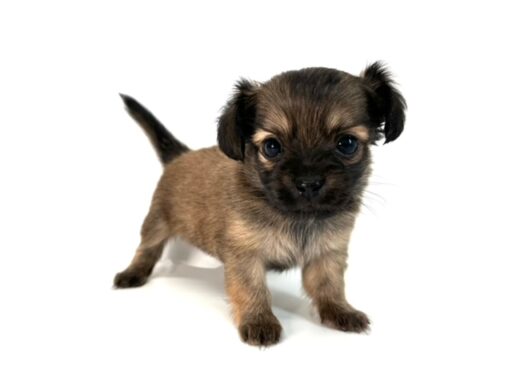 ハーフ　チワワ×カニンヘンダックス