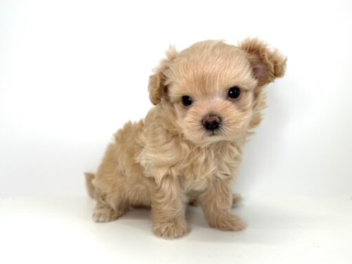 ハーフ　チワワ×トイプードル