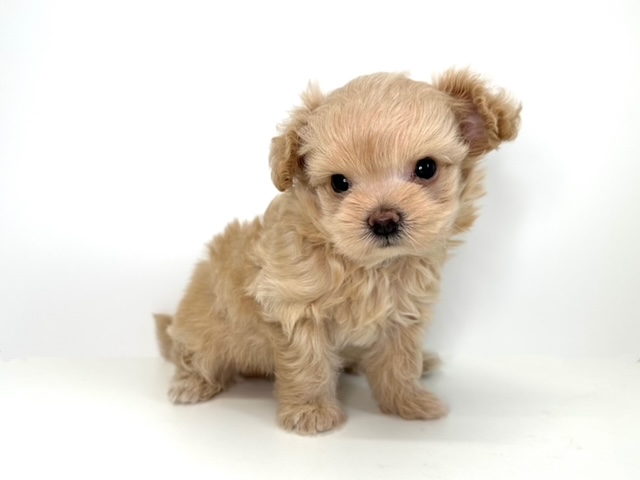 ハーフ　チワワ×トイプードル