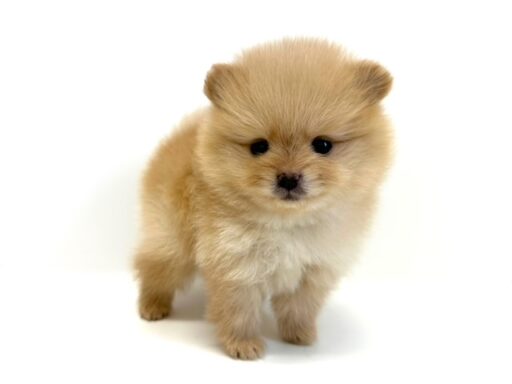 ポメラニアン