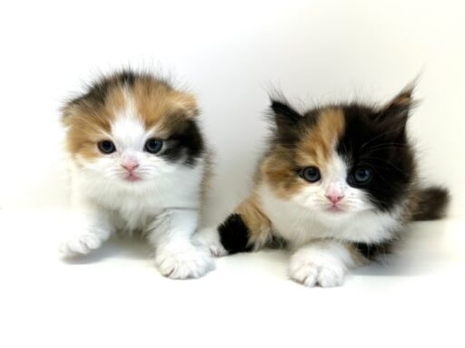 スコティッシュフォールド