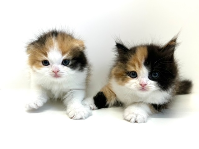 スコティッシュフォールド