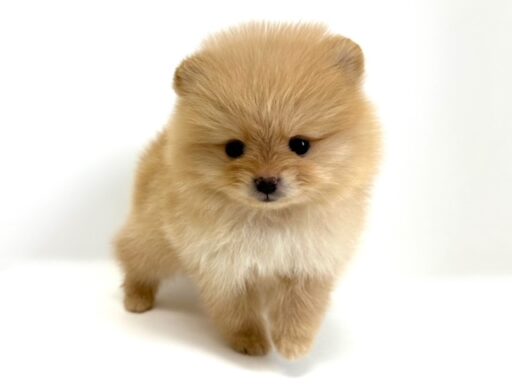 ポメラニアン