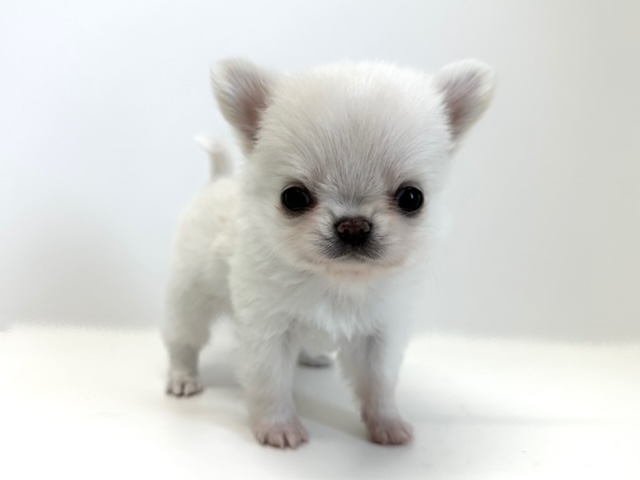 チワワ（ロングコート）