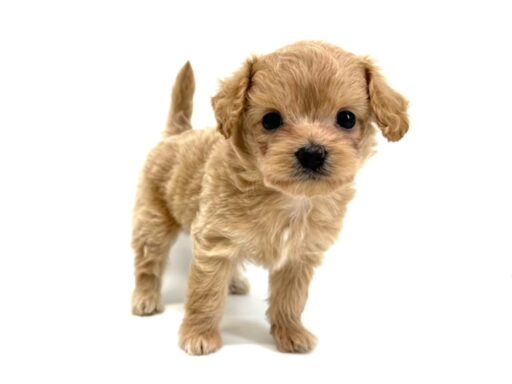 ハーフ　チワワ×トイプードル