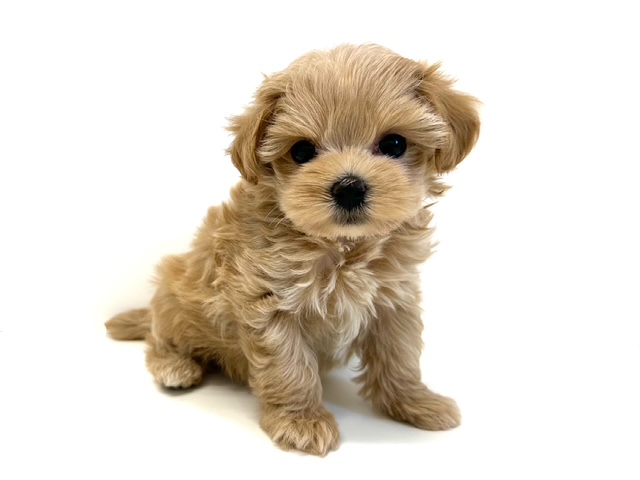 ハーフ　トイプードル×マルチーズ