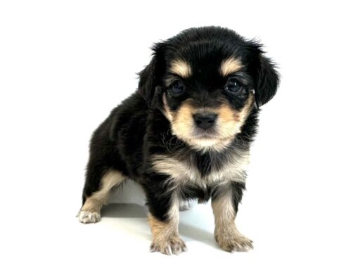 ハーフ　チワワ×ミニチュアダックス