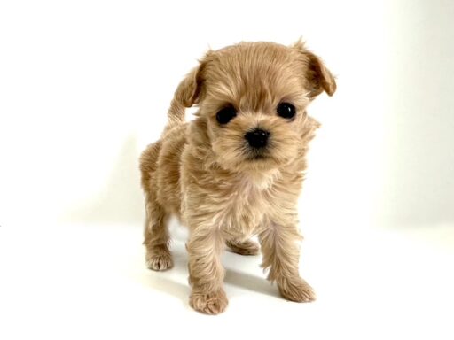 ハーフ　チワワ×トイプードル