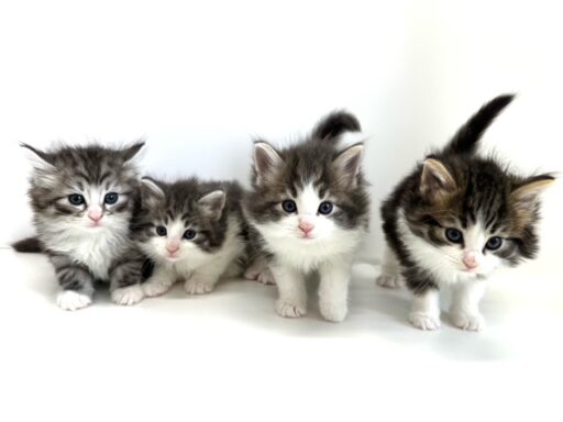 ノルウェージャンフォレストキャット