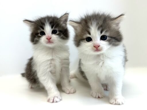 ノルウェージャンフォレストキャット