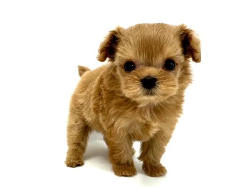 ハーフ　チワワ×トイプードル