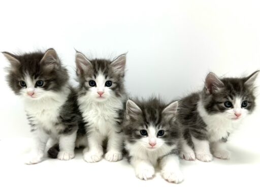 ノルウェージャンフォレストキャット